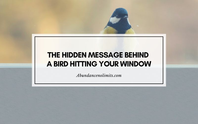 Bird Hit Window Still Alive Meaning