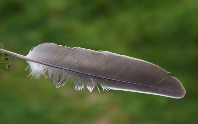 grey feather meaning