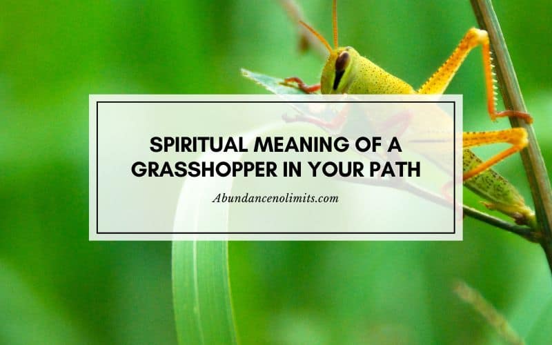 Spiritual Meaning Of A Grasshopper In Your Path